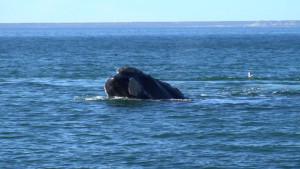 puerto-madryn-umzingelt