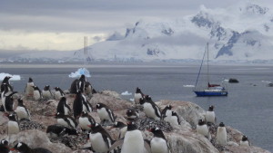 Pinguine_wie_Sand_am_Meer